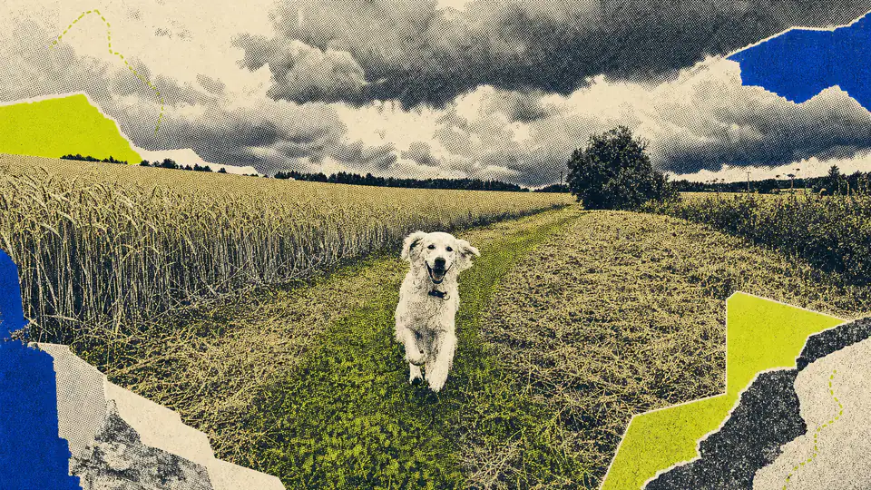 Viima, Niko Alho's golden retriever, running along a field path under a dramatic sky